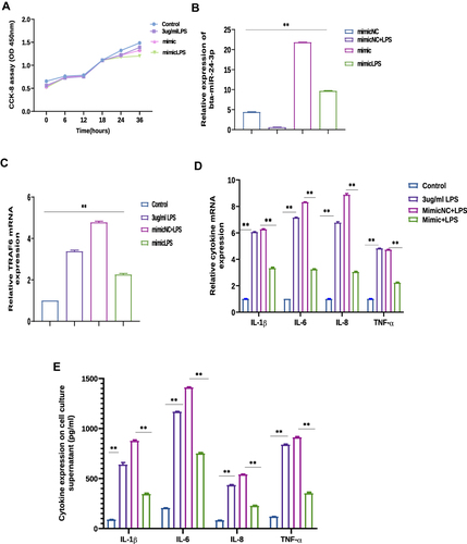 Figure 3 Bta-miR-24-3p mimics modulate overexpression of pro-inflammatory cytokines and TRAF6 in BEECs. Cells were transfected with bta-miR-24-3p mimics or bta-miR-24-3pNC for 7hours, and ordinary BEECs served as the control group. Then each treatment group was stimulated with 3µg/mL LPS for 24hours. (A) CCK-8 assays of BEECs after transfection with bta-miR-24-3p mimics. (B) RT-qPCR was used to detect bta-miR-24-3p expression in the transfection experiment, U6 snRNA was used as an internal control. (C) TRAF6 expression detected by RT-qPCR, β-actin was used as an internal control. (D) RT-qPCR determined the expression of cytokines IL-1β, IL-6, IL-8, and TNF-α. β-actin was used as an endogenous control. (E) The cell supernatant from the transfection experiment was harvested to evaluate the cytokine concentration using the ELISA method. The data were presented with triplicate experimental observations as mean ± SD. **p < 0.01. (Student’s t-test).