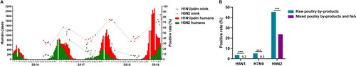 Figure 3. Correlational analysis of mink infection with human and avian influenza viruses. (A) Statistical analysis of the number of human seasonal influenza A (H1N1/pdm and H3N2) cases and the seroprevalence of influenza virus infection in farmed mink in northern China from 2016 to 2019. Coloured columns indicate weekly number of human cases of influenza virus infection from the influenza surveillance reports of China CDC from 2016 to 2019. Dashed lines show the seroprevalence of H1N1/pdm and H3N2 viruses in different mink farms. (B) Comparison of the seroprevalence values according to the types of food used to feed mink in farms. ***P < .001, between farms feeding mink with poultry by-products only and those feeding mink with both poultry by-products and fish.