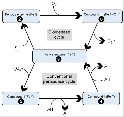 Figure 3. Hourglass model that summarizes the inter-conversions among active and inactive forms of peroxidase intermediates. The model was simplified based on earlier works.Citation28,43,106 The numbers on the black balls indicate the formal oxidation states of enzyme and its intermediates. Formation of radical intermediate (A•) further participates in formation of O2•−. This model dissecting 2 distinct cycles initiated by interaction of native POX with acceptors and donors of e−, is often referred to as the hourglass model due to its shape.Citation8,28,106