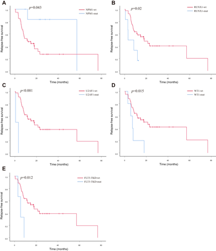 Figure 4 Kaplan-Meier curves for survival of patients with or without specific genetic mutations in elderly AML. The red and blue lines represent the survival of patients without or with mutations, respectively. (A) RFS for patients with or without NPM1 mutation (p=0.043). (B) RFS for patients with or without RUNX1 mutation (p=0.02). (C) RFS for patients with or without U2AF1 mutation (p<0.001). (D) RFS for patients with or without WT1 mutation (p=0.015). (E) RFS for patients with or without FLT3-TKD mutation (p=0.013).