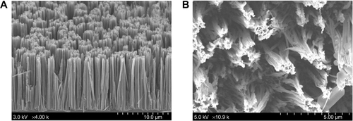 Figure S1 SEM image of a patterned SiNWS (A). SEM image of biotin-aptamer-PNIPAM growth on SiNWS (B).Abbreviations: PNIPAM, poly (N-isopropylacrylamide); SEM, scanning electron microscopy; SiNWS, silicon nanowire substrates.