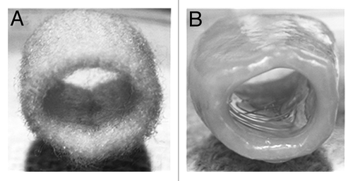 Figure 5. Gross appearance of a three-dimensional polyglycolic acid-based tubular scaffold before (A) and after (B) seeding with amniotic fluid-derived mesenchymal stem cells under chondrogenic conditions after 15 weeks in culture. Reprinted with permission.Citation51