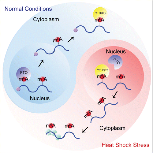 Figure 1. A proposed model for the stress-inducible feature of m6A in the 5'UTR and its role in cap-independent translation. Under physiological conditions (blue), FTO removes m6A from the 5'UTR in the nucleus. Under heat shock stress (red), YTHDF2 relocates to the nucleus and protects the 5'UTR m6A. The resultant increase of 5'UTR methylation leads to cap-independent translation in the cytoplasm.