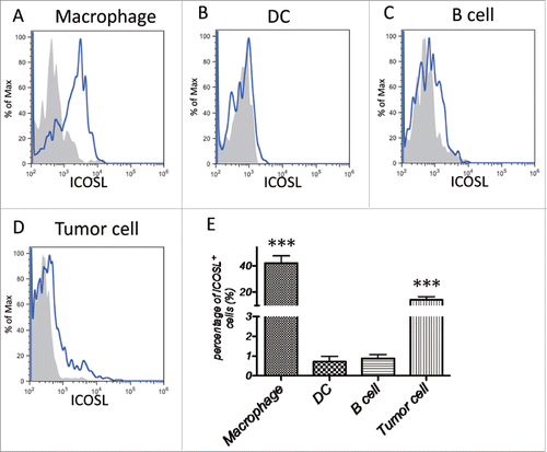 Figure 5. ICOSL expression pattern in tumor sites. CRC surgical tumor tissues were enzymatically digested and stained with fluorochrome labeled Abs, followed by flow cytometry analysis. (A) ICOSL expression in macrophages (CD11b+CD14+CD16−). (B) ICOSL expression in DCs (CD11c+MHC-II+). (C) ICOSL expression in B cells (CD19+CD3−). (D) ICOSL expression in tumor cells (EpCAM+CD45−). (E) Quantitation of the percentage of ICOSL+ cells among macrophages, DCs, B cells and tumor cells gotten from tumor-infiltrated leukocytes, respectively (n = 26). Data are presented as averages ± SEM, statistical difference was evaluated by Student's t test. **p < 0.01; ***p < 0.001.