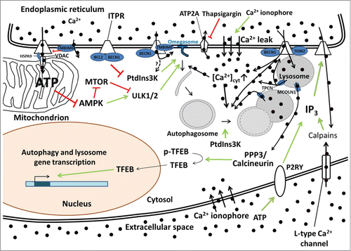 Figure 1. The various possible mechanisms of Ca2+-ITPR-mediated control of autophagy. Constitutive ITPR-mediated Ca2+ release into mitochondria inhibits a proximal step in the autophagy pathway by fueling mitochondrial energetics and ATP production and limiting AMPK activity. The ER Ca2+-leak channel TMBIM6 can impede ATP production by lowering the steady-state ER Ca2+ concentration and thus reduce the amount of Ca2+ available for transfer into the mitochondria. ITPRs can also function as scaffolding molecules, thereby suppressing autophagy independently of their Ca2+-release activity by promoting the interaction of BCL2 with BECN1 and thus preventing the formation of the active class III phosphatidylinositol 3-kinase (PtdIns3K) complex. ITPR-mediated Ca2+ release can also be enhanced by BECN1 and TMBIM6 and dampened by TGM2, thereby influencing omegasome formation (possibly through PtdIns3K activation) and autophagosome maturation/trafficking. ITPR-mediated Ca2+ release can also influence the lysosomal Ca2+ concentration and lysosomal Ca2+ release through TPCNs, likely influencing lysosomal fusion events, or through MCOLN1, influencing autophagic and lysosomal gene transcription through a pathway involving PPP3/calcineurin and TFEB. TPCNs reciprocally also influence ITPRs via a Ca2+-induced Ca2+-release mechanism. Autophagosome synthesis, maturation and fusion are also affected by Ca2+-mobilizing agents such as thapsigargin (that inhibits the ER Ca2+ pump ATP2A) and Ca2+ ionophores that increase the cytosolic Ca2+ concentration ([Ca2+]cyt). IP3 production and the subsequent IP3-mediated Ca2+ release can also be regulated by a feedback loop involving calpain activation by L-type Ca2+ channel-mediated Ca2+ entry or the activation of P2RY (purinergic receptor, G-protein coupled). The black circles represent Ca2+ ions, with thick black arrows indicating the direction of the Ca2+ fluxes. Green arrows indicate stimulatory effects, red lines inhibitory ones.