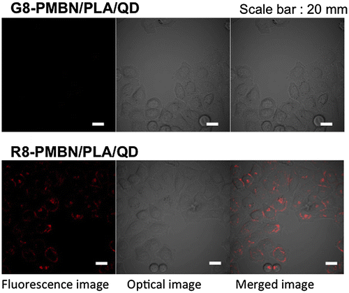 Figure 7. Uptake of the octapeptide-PMBN/PLA/QD nanoparticles by HeLa cells.