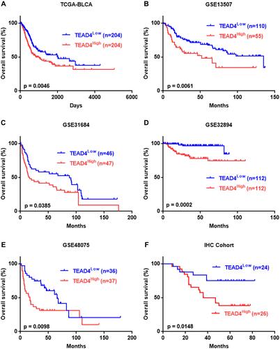 Figure 4 Overexpression of TEAD4 is strongly correlated with poor clinical outcome in patients with UBC. (A–F) Kaplan-Meier survival plots for TEAD4 were constructed according to the data from TCGA-BLCA (A), GSE13507 (B), GSE31684 (C), GSE32894 (D), GSE48075 (E) and our IHC cohort (F).