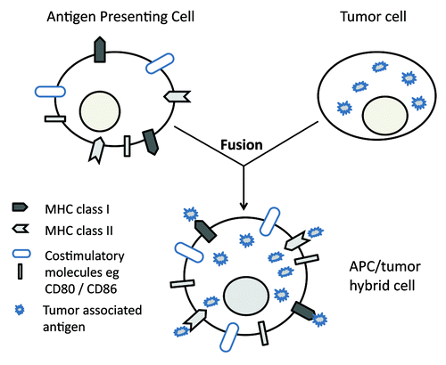 Figure 1. Schematic representation of APC/ tumor fusion cells. (See text for explanatory note).