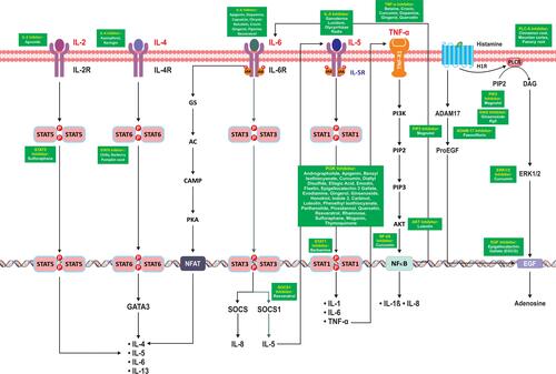 Figure 2 Crosstalk of interleukins, IL-4, IL-2, IL-6, IL-5, TNF-α, histamine and the downstream signaling pathways leading to the production of interleukins involved in mucus hypersecretion. Note: The cytokines written in red are elevated in COVID-19 patients.