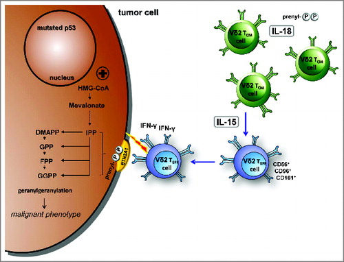 Figure 8. IL-18 and IL-15 regulate γδ T cell surveillance of mevalonate metabolism. IL-18 induces a pre-activated phenotype in γδ T cells, increases immunological responses to antigens as well as tolerance to oxidative stress, and enables proliferation under severe lymphopenic conditions; IL-15 converts central memory Vγ9Vδ2 T cells into effector cells, which produce with innate-like kinetics large amounts of interferon γ (IFNγ) upon antigen stimulation and display potent cytotoxicity against tumor cells.