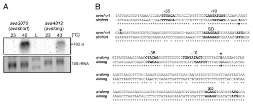Figure 1. Transcriptional analysis of avashort und avalong genes from A. variabilis. (A) Northern analysis of RNA isolated from A. variabilis kept at 23 °C or heat shocked to 40 °C for 1 h. Avashort and avalong mRNA was detected with specific digoxygenine-labeled RNA probes. (B) Sequence alignment of avashort/alrshort and avalong/alrlong. Sequence alignment of the small heat shock gene promoter regions and 5′UTRs from A. variabilis ATCC 29413 (avashort, avalong) and the homologous genes (alrshort, alrlong) from Nostoc PCC 7120 performed using ClustalW2.Citation84,Citation85 Similarity is indicated by asterisks. For avashort and avalong, promoter sequences were computed with BPROM from the softberry webserver, transcriptional start sites (*) were determined by 5′RACE. For Nostoc, start sites were published before.Citation3 Both sequence alignments reveal high similarity. Promoter sequences (-35, -10), transcriptional start sites (*), Shine-Dalgarno sequence (SD), and ATG start codon are depicted.