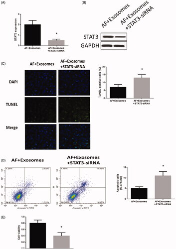 Figure 5. Down-regulation of STAT3 regulated apoptosis and cell viability in cardiomyocytes with AF. (A) STAT3 mRNA expression detected by real-time PCR. (B) STAT3 protein expression detected by western blots. (C) Apoptosis levels measured by TUNEL staining assays. (D) Apoptosis level measured by Annexin V-FITC/propidium iodide (PI) assays. (E) Cell viability measured by MTT assays. Values are means ± SEM. For each experiment, sample size n ≥ 3. (*) denotes difference from control group (p < .05).