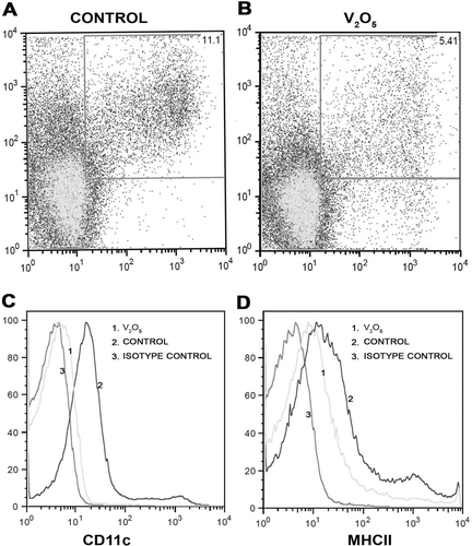 Figure 4.  Histograms and dot-plots of CD11c+ and MHC-II+ cells obtained from control and V-exposed mice. (a) Percentage of MFI from a control mouse in CD11c+ and MHC-II+ double-positive cells in 50,000 acquired events. (b) In the V-exposed group the percentage of double-positive cells decreased compared with controls (a). (c) MFI histogram for CD11c+. Basal Isotype control (1), control curve (2) showed a shift to the right compared with the experimental curve (3). The shift to the right indicates that CD11c+ expression is greater in controls compared to V-exposed mice. (D) MFI histogram for MHCII+. Basal Isotype control (1), control curve (2) showed a shift to the right compared with the experimental curve (3). The shift to the right indicates that MHC-II+ expression is greater in controls compared to V-exposed mice.