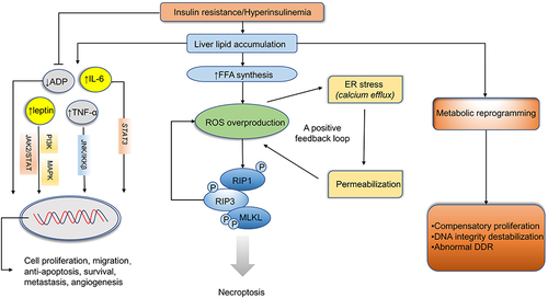 Figure 2 Mechanism of lipid accumulation and oxidative stress in liver tumorigenesis. Long lines ending with arrows or bars indicate activating or inhibitory effects respectively. Short arrows pointing up or down indicate up-regulated or down-regulated.