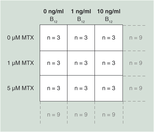 Figure 2. Schema depicting 3 × 3 factorial study design.The experiment was carried out in triplicate for each cell line, resulting in an n = 9 per group to investigate the main effects of MTX and vitamin B12 treatments alone, and n = 3 to investigate the interaction between treatments.MTX: Methotrexate.