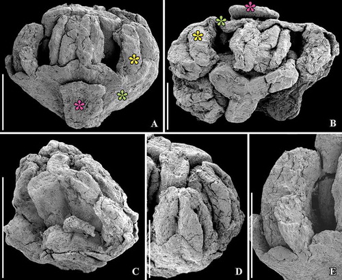 Figure 1. Kajanthus lusitanicus gen. et sp. nov. from the Early Cretaceous Chicalhão site, Juncal village, Portugal; holotype (P0093). SEM micrographs of flower morphology. A. Lateral view of flower showing one narrow perianth part of the outer perianth whorls (purple asterisk) followed by the tightly adpressed parts of the inner perianth whorls (green asterisk) enclosing the stamens and carpels. B. Apical view of flower showing the three free carpels closely adhering to each other along the ventral faces and the four entire stamens surrounded by the several whorls of perianth parts (green and purple asterisks). C. Oblique-lateral view of flower showing broken stamens and the three carpels; note that width and breadth of carpels are almost the same for the whole length of the carpels. D. Lateral view of flower showing the tetrasporangiate anthers with the adaxially placed pollen sacs. E. Lateral view of fragmented pollen sac showing the recurved shape of thecae; pollen grains can be observed where part of a pollen sac is broken. Scale bars – 250 µm (A, D), 200 µm (B, E), 500 µm (C).