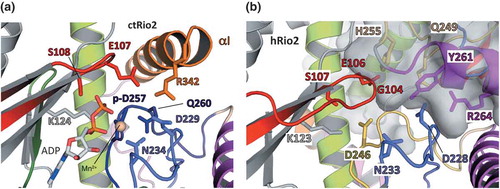 Figure 5. Homodimer formation closes the ATP-binding pocket.ctRio2 and hRIO2 structures have been superimposed and are displayed separately. (a) The ATP-binding pocket of ctRio2 in complex with ADP (PDB code 4GYI)[Citation26]. Residues involved in the ADP binding and the phospho-aspartate residue (p-D257) are indicated. A Mn2+ ion is also shown in beige. (b) Human RIO2 ATP-binding pocket is shown under the same orientation as ctRio2. The equivalent residues involved in ADP binding in ctRio2 are displayed. Residues belonging to the adjacent hRIO2 protomer are shaded in grey.