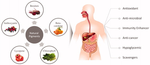 Figure 3. Natural pigments from vegetal wastes and their proved bioactivities.