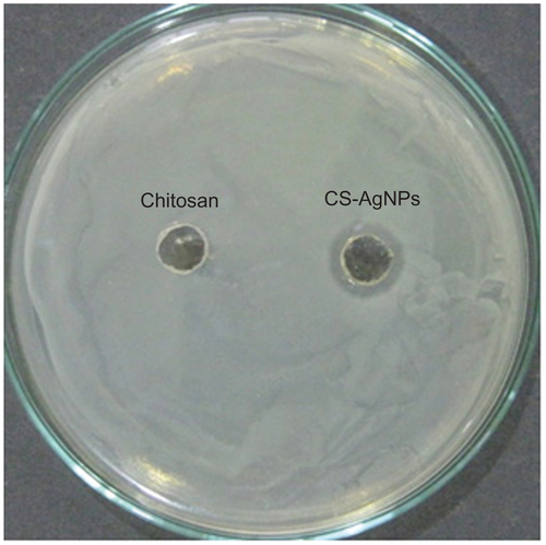 Figure S1 Antibacterial activity of silver nanoparticles (AgNPs) by agar diffusion method: chitosan-stabilized AgNPs (CS-AgNPs) at 2 ppm were loaded into the wells formed on plates containing a lawn of Staphylococcus aureus; growth inhibition was determined by measuring the zone of inhibition after 24 hours; chitosan was used as a control.