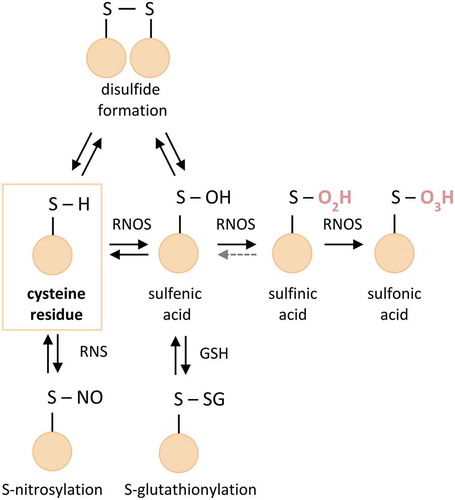 Figure 2. Overview of Cys modifications. Marked in red are irreversible oxPTMs. Grey dotted line: limited reversibility of sulfinic acid, RNOS – reactive oxygen and nitrogen species, RNS – reactive nitrogen species, GSH – glutathione.
