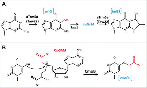 Figure 8. Unusual chemistry associated with tRNA methyltransferase homologs. (A) An archaeal homolog of Trm5 (aTrm5a, also known as Taw22) catalyzes 2 distinct methylation reactions during the formation of the wyosine derivative, mimG. The first reaction, formation of m1G (added methyl group is highlighted in red) is the same reaction catalyzed by other studied Trm5 enzymes, but m1G is subsequently converted to imG-14 (by the action of Taw1) and this modified nucleotide (not shown) is the substrate for the second methylation reaction catalyzed by aTrm5 to form imG2 (the second methyl group added by aTrm5a is shown in red). (B) An unusual SAM-derivative. The metabolite Cx-SAM, with the carboxymethyl group highlighted in red, is attacked by the hydroxyl oxygen at the 5 position of ho5U to generate cmo5U.