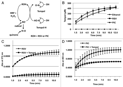 Figure 4. Phenoxyl radical production. (A) Diagram illustrating the reaction used to measure phenoxyl radicals produced from RSV and PIC to oxidize Tempol-H to Tempol. (B) Both RSV and PIC produced a significant amount of phenoxyl radicals due to the increase in of Tempol produced over the course of 12 min. Quinone production. Phenoxyl radicals produced by RSV (C) or PIC (D) generate quinones as shown by a shift in UV abs when HRP and H2O2 were added.