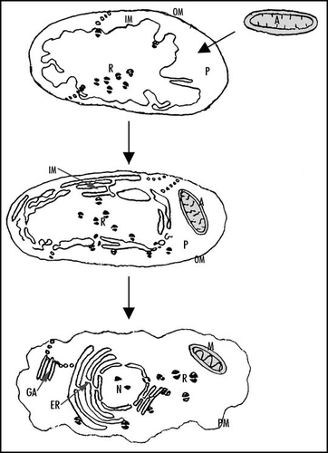 Figure 3 Hypothetical scenario for the origin of eukaryotic endomembranes. The pre-karyote is assumed to have been bounded by two membranes, inner (IM) and outer (OM). α-proteobacterial ancestors (A) of mitochondria (M) are proposed to have been parasites of pre-karyote periplasm (P). Endoplasmic reticulum (ER), nuclear membrane (N = nucleus) and Golgi apparatus (GA) are assumed to be derived from pre-karyote inner mebrane, while eukaryotic plasma membrane (PM) is assumed to be derived from pre-karyote outer membrane. It is suggested that ribosomes (R) were removed to pre-karyote periplasm (nowadays eukaryotic cytoplasm).