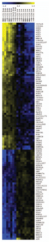 Figure 4 PKH26Hi cells have a gene signature distinct to the bulk of osteosarcoma cells in orthotopic bone tumors. Sixteen osteosarcoma samples obtained directly from orthotopic bone tumors were present on the Affymetrix U133A microarray platform. The heatmap represents the gene expression of PKH26Hi and PKH26Lo groups. The gene expression data are median centered with yellow being upregulated (82 genes) and blue being downregulated (44 genes).