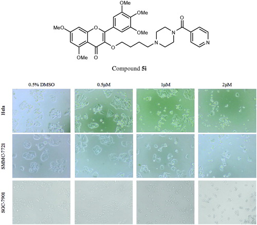 Figure 2. Cell morphology effectsa. aHela, SMMC-7721 and SGC-7901 cells were treated with compound 5i at 0.5 μM, 1 μM and 2 μM for 48 h.