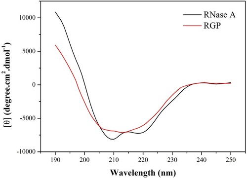 Figure 6 Circular dichroism spectra of RNase A and RGP.