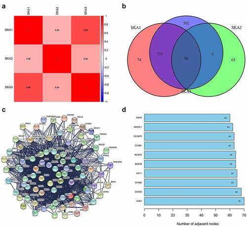 Figure 6. Genes co-expressed with SKA1/2/3. (a) Spearman correlation analysis of SKA1/2/3 in TCGA databases. (b) Venn diagram visualizing the intersection co-expressed genes of SKA1/2/3, |cor| >0.4 and P < 0.001. (c) Protein–Protein Interaction interactions among 90 overlapping genes correlated with co-expressed genes of SKA1/2/3. (d) The 10 genes with the highest interaction degrees were labeled in the protein network