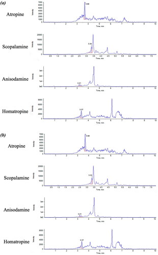 Figure 5. (a) Chromatograms of blank buckwheat sample spiked at LOQ level for each TA, corresponding to 0.625 µg kg−1 for atropine and homatropine and 1.25 µg kg−1 for scopolamine and anisodamine. (b) Chromatograms of blank buckwheat sample spiked at 5 µg kg−1 level for each TA, including atropine, scopolamine, anisodamine and homatropine.