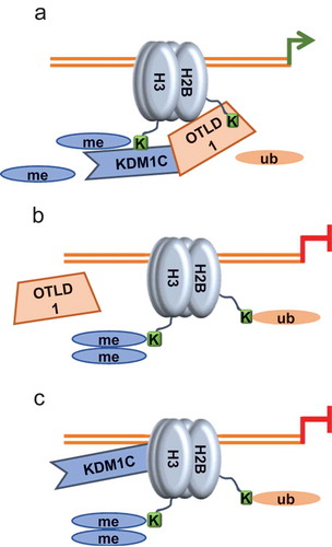 Figure 8. Schematic illustration of coordinate action of KDM1C and OTLD1 in histone modification of the AN3 chromatin and transcriptional activation of the AN3 gene. (a) KDM1C and OTLD1 associate with the AN3 promoter chromatin and demethylate H3K9 and deubiquitylate H2B, respectively, promoting accumulation of the heterochromatic histone mark H3ac and transcriptional activation of AN3. These functional effects of KDM1C and OTLD1 on the AN3 chromatin are interdependent. (b) In the absence of KDM1C, OTLD1 does associate with and modify the target chromatin and is unable to activate AN3 transcription. (c) In the absence of OTLD1, KDM1C still associates with the target chromatin, albeit at different locations, but is unable to modify it or to activate AN3 transcription.
