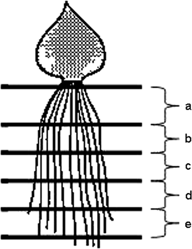 Figure 2. Schematic representation of the root segmentation in Experiment 2.