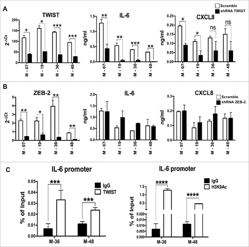 Figure 5. IL-6 is transcriptionally activated by TWIST in K-Ras-pancreatic cells with mesenchymal phenotype. mRNA expression levels of TWIST (A) or  Zeb2 (B) upon shRNA silencing of each specific transcription factor in four mesenchymal pancreatic cell lines. Graphs in the middle and right panels show ELISA quantification of IL-6 and CXCL8 in silenced cells. Bars, +/-SD. #P<0.05, ##P< 0.01, ###P<0.005 (Student's t test). (C) ChIP assay to evaluate the recruitment of TWIST to the IL-6 promoter. H3K9Ac antibody was used as a marker of active chromatin, while rabbit IgG was used as negative control. Input and immunoprecipitated DNA were analyzed by qPCR using primers that span the proximal E-box of the IL-6 promoter. Results are mean +/-SD of one of two independent experiments with similar results, ###P<0.005 (Student's t test).