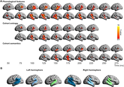 Figure 2. Spatiotemporal searchlight RSA results. (A) Significant model fit for the phonological, cohort entropy and cohort semantics RDMs individually, plotted for datapoints spaced at 25 ms intervals (vertex-wise p < 0.01, cluster p < 0.05). (B) Spatial extent of significant fits, collapsed over time, for phonology (blue), cohort entropy (cyan) and cohort semantics (green).