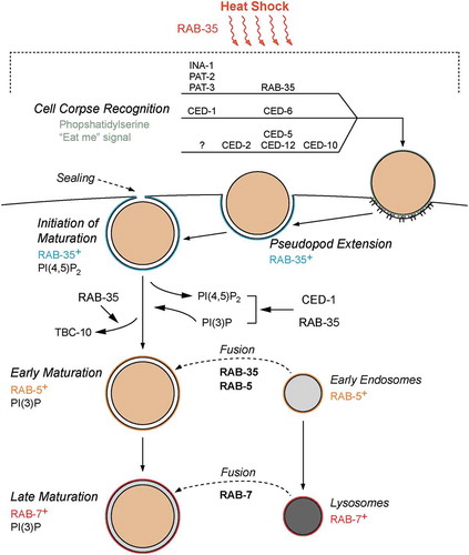 Figure 6. Model of RAB-35 action during apoptotic cell clearance