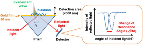 Figure 2. Principle of surface plasmon resonance sensor. Surface plasmon resonance sensors detect a refractive index change within a detection area (<500 nm) as a modification of resonance angle (RA) (Yanase et al. Citation2014).