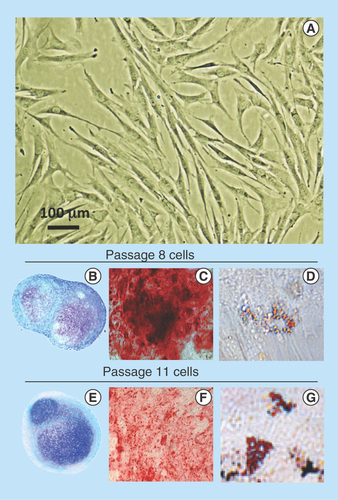 Figure 1.  Demonstration of the pluripotency of the ovine stromal mesenchymal stem cell preparation used in this study.Morphological appearance of the mesenchymal stem cell preparation in monolayer culture (A) and demonstration of mesenchymal stem cell multipotency over passage 8 (B–D) and passage 11 (E–G). Toluidine blue-stained cell pellets (B & E), induction of an osteogenic phenotype using OsteoDiff selection media, calcium deposition evident by Alizarin Red staining (C & F). Induction of an adipogenic phenotype in monolayer cultures in adipogenic selection media with characteristic fat droplet accumulation revealed by oil red-O staining (D & G).