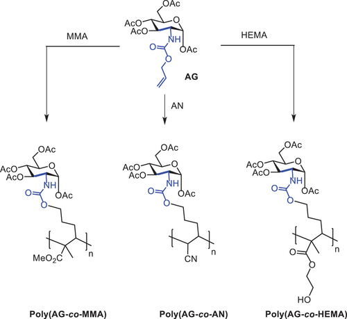 Scheme 2. Synthesis of new sugar-based copolymers from the AG monomer with methyl methacrylate (MMA), acetonitrile (AN) and 2-hydroxyethyl methacrylate (HEMA).