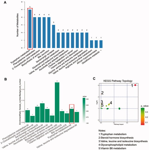 Figure 4. Advanced metabolic pathways analysis. (A) The top 16 metabolic pathways ranked by the number of important differential metabolites they contained. (B) The KEGG enrichment analysis of all 11 significantly enriched metabolic pathways. (C) The bubble chart of KEGG pathway topology indicating the tryptophan metabolism are influenced most notably by its important differential metabolites.