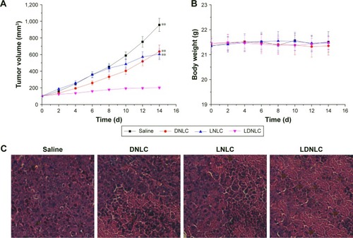 Figure 8 The tumor volume (A), body weight (B), and H and E staining of tumor tissue (C) analysis of MCF-7 ADR tumor-bearing BALB/c mice after intravenous administration of different formulations (saline, DNLC, LNLC and LDNLC). **P < 0.01 versus LDNLC. Data were expressed as mean ± SD (n = 6).Abbreviations: DNLC, DOX mono-delivery NLC; LNLC, Lapa mono-delivery NLC; LDNLC, NLC co-delivering Lapa and DOX; DOX, doxorubicin; NLC, nanostructured lipid carrier; Lapa, β-lapachone.