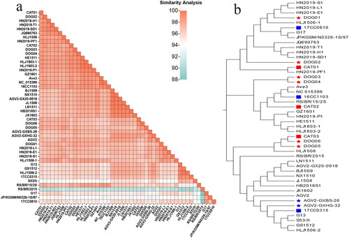 Figure 1. Analysis of the evolution and identity of genome nt sequences. (a) The GyVg1 strains developed in this study and other reference strains are shown using a heat map with the results of their full genome similarity analysis displayed on the lower left (various identity values are expressed in gradient colors ranging from 88% to 100%). (b) in the evolutionary tree for the genome, the canine strains are marked with red pentagrams, feline strains with red squares, canine reference strains with blue pentagrams, and feline hosts with blue squares.