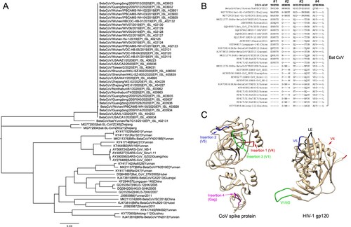 Figure 1. Sequence and structure analysis of 2019-nCoV and bat coronaviruses. (A) Phylogenetic tree analysis of the spike gene sequences. (B) Sequence alignment of suspected insertion sites between the 2019-nCoV and bat coronavirus sequences. The deletions in the alignment are shown as dashes. The numbers of insertions are indicated at the top of the alignment. (C) Structure comparison of the four insertions in the CoV spike protein and HIV-1 gp120. 2019-nCoV structure was modelled using I-TASSER server with default parameters. Only relevant domains with residues 1 to 708 (exclude residues from 305 to 603) were presented as ribbon diagram. The four insertions were labelled and coloured in red, blue, green and magenta, respectively. HIV-1 gp120 structure (PDB 1GC1) is presented as ribbon diagram. V4, V5, V1/V2 and LE loops were labelled and coloured in red, blue, green, and black, respectively.
