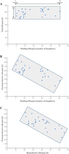 Figure 3. Scatter plots present relationship between: the mean number of daughters (budding lifespan) and the mean lengths of the total lifespan (a), the mean number of daughters (budding lifespan) and post-reproductive lifespan (b), reproductive lifespan and post-reproductive lifespan (c). Each dot represents strains or clones