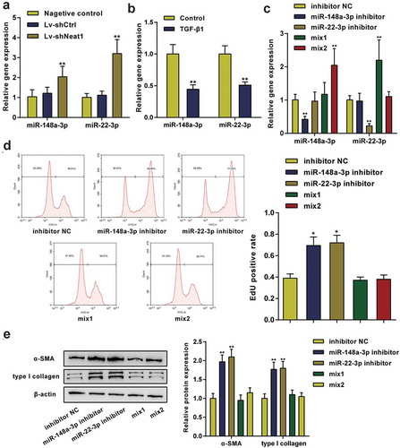 Figure 4. miR-148a-3p and miR-22-3p were involved in HSC activation. (a) Knockdown of Neat1 increased miR-148a-3p and miR-22-3p expression levels in HSCs. N = 3; **P< 0.01, compared with negative control group. (b) The relative expression levels of miR-148a-3p and miR-22-3p in TGF-β1-stimulated and normal HSCs were analyzed. N = 3; **P< 0.01, compared with normal group. (c) HSCs were divided into five groups: (i) inhibitor NC group (cells transfected with the blank vector of the inhibitor), (ii) miR-148a-3p inhibitor group (cells transfected with the miR-148a-3p inhibitor), (iii) miR-22-3p inhibitor group (cells transfected with the miR-22-3p inhibitor), (iv) Mix1 group (cells transfected with Lv-shNeat1+ miR-148a-3p inhibitor) and (v) Mix2 group (cells transfected with Lv-shNeat1+ miR-22-3p inhibitor), and then the transfection efficiency was detected using qPCR. (d) The effect of miR-148a-3p or miR-22-3p on HSC proliferation was determined by performing an EdU assay. (e) The effect of miR-148a-3p or miR-22-3p on α-SMA and type I collagen protein expression in HSCs was detected using western blotting. N = 3; **P< 0.01, compared with inhibitor NC group