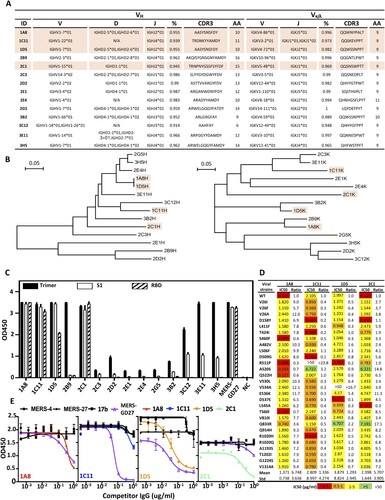 Figure 5. Characterization of AdC68-S-elicited monoclonal antibodies. (A) Summary of isolated 14 mouse mAbs on their family designations and degree of similarity compared to their germline sequences, together with their sequences of complementarity-determining region 3 (CDR3) for both VH and VL. (B) Unrooted neighbor-joining tree depicting the relationship of isolated mAbs, left panel for the heavy chain and right panel for the light chain variable region. The branch length is drawn to scale so that the relatedness between different amino acid sequences can be readily assessed. Individual sequences are named at the tip of the branches. Binding (C) and neutralizing (D) activities of 14 mAbs measured by ELISA and pseudovirus bearing naturally occurring MERS-CoV mutant strains. (E) Epitope specificity analysed by competitive ELISA. HIV-1-specific mAb 17b was used as a negative control whereas previously isolated MERS-CoV-specific human mAb MERS-4, MERS-27 and MERS-GD27 as positive controls. Data are presented as mean ± SEM. The four antibodies with potent neutralizing activities are colored in light orange in (A) and (B).