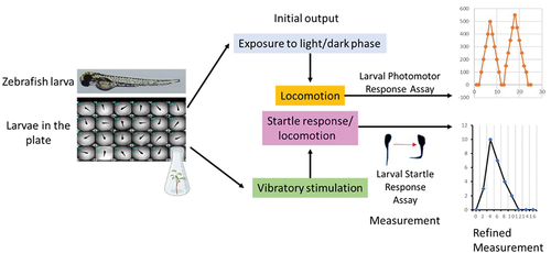 Figure 3. Schematic diagram showing the types of neurobehavioral assays performed in zebrafish larvae, such as larval photomotor response (LPR) assays conducted in light and dark phases, and larval startle response (LSR) assays.