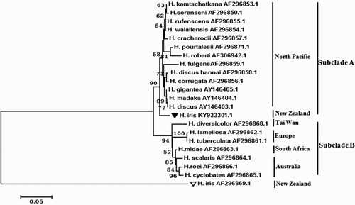 Figure 3. ML phylogenetic tree of Haliotidae based on ITS region sequence datasets.