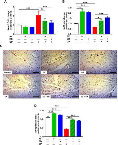 Figure 4 AV and ED upregulate Keap1/Nrf2 signaling pathway in the heart of CP-induced rats. AV and ED downregulated Keap1 mRNA (A) and increased Nrf2 gene (B) and protein expression (C, D) in rats [Scale bar = 100µm]. Data are mean ± SEM, (n = 8). *P<0.05, **P<0.01 and ***P<0.001.